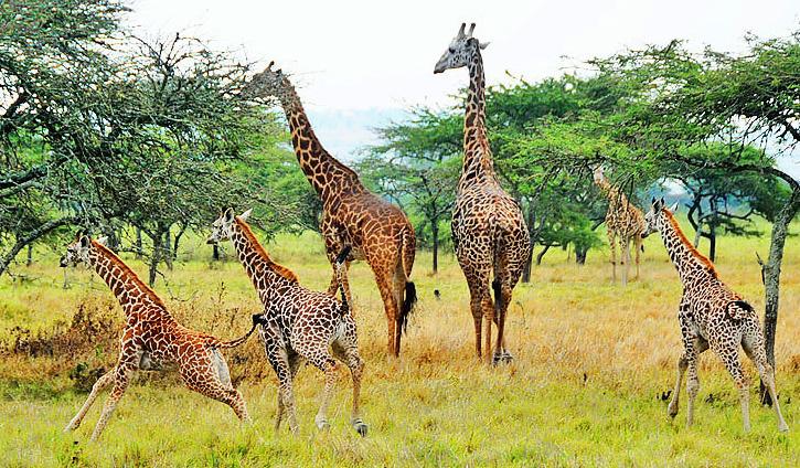Akagera National Park Rwanda